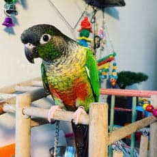 Conure, who stayed with us