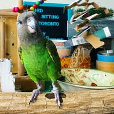 Brown Headed Parrot, who stayed with us
