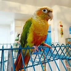 Conure, who stayed with us