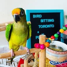 Apollo, a green and yellow conure with an orange forehead, on a perch beside a Bird Sitting Toronto sign