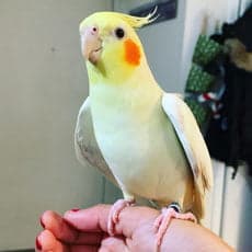 Cockatiel, who stayed with us