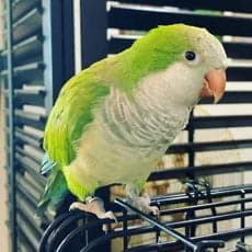 Quaker Parrot, one of the birds Bird Sitting Toronto has looked after
