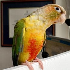 Conure, who stayed with us