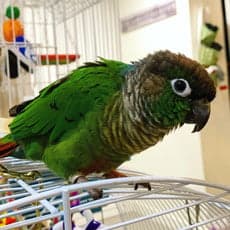 Conure, who stayed with us