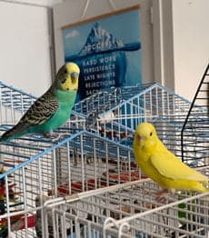 Budgies, one of the birds Bird Sitting Toronto has looked after