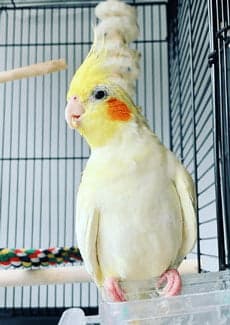 Cockatiel and Parakeet, one of the birds Bird Sitting Toronto has looked after