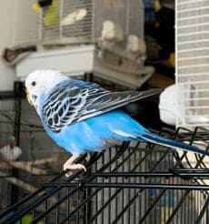 Budgie, who stayed with us