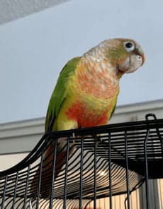 Conure, who stayed with us