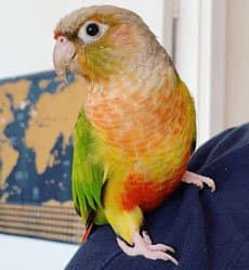 Conure, one of the birds Bird Sitting Toronto has looked after