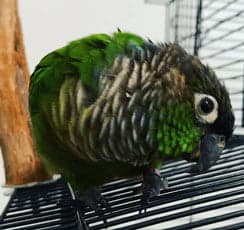 Conure, who stayed with us