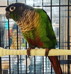 Conure, who stayed with us