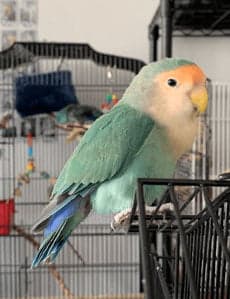 Lovebird, who stayed with us