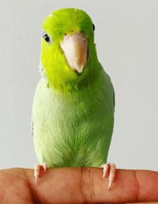 Parrotlet, one of the birds Bird Sitting Toronto has looked after