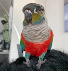 Crimson-Bellied Conure, one of the birds Bird Sitting Toronto has looked after