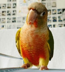 Conure, one of the birds Bird Sitting Toronto has looked after