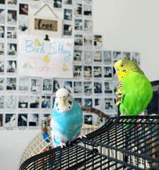 Budgies, who stayed with us