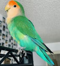 Lovebird, one of the birds Bird Sitting Toronto has looked after