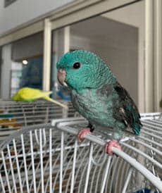 Linnie, who stayed with us