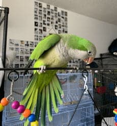 Quaker Parrot, one of the birds Bird Sitting Toronto has looked after