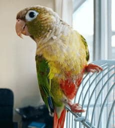 Conure, one of the birds Bird Sitting Toronto has looked after