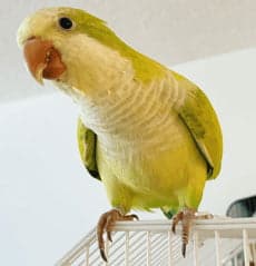 Quaker Parrot, one of the birds Bird Sitting Toronto has looked after