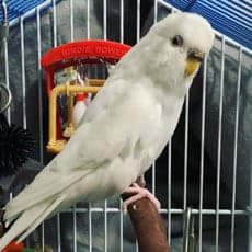 Budgie, one of the birds Bird Sitting Toronto has looked after