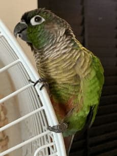 Conure, who stayed with us