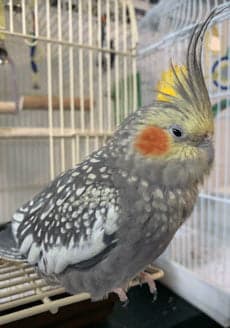 Cockatiel, who stayed with us