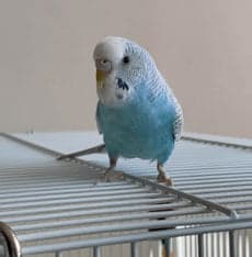 Budgie, who stayed with us