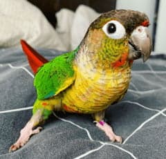 Conure, who stayed with us