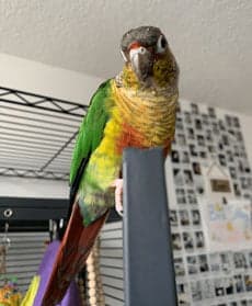 Conure, who stayed with us