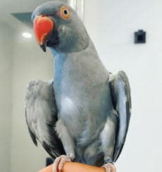 Ringneck Parrot, who stayed with us