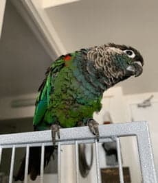 Conure, who stayed with us