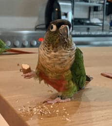 Conure, one of the birds Bird Sitting Toronto has looked after