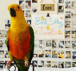 Jenday Conure, one of the birds Bird Sitting Toronto has looked after