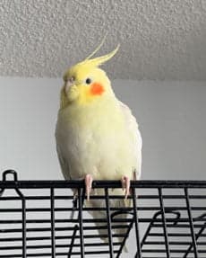 Cockatiel, one of the birds Bird Sitting Toronto has looked after