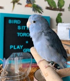 Parrotlet, who stayed with us