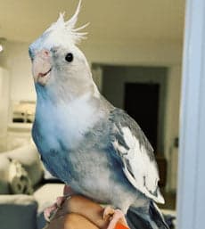 Cockatiel, who stayed with us