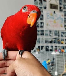 Red Lory, who stayed with us