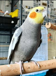 Cockatiel, who stayed with us