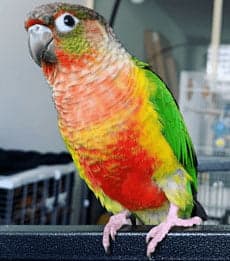Conure, who stayed with us