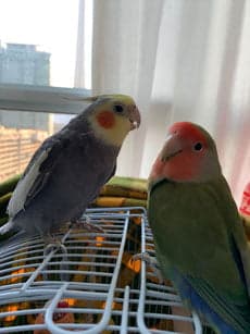 Cockatiel and Lovebird, one of the birds Bird Sitting Toronto has looked after