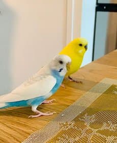 Budgies, who stayed with us
