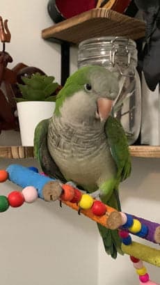 Quaker Parrot, one of the birds Bird Sitting Toronto has looked after