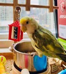 Lovebird, who stayed with us