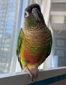 Conure, who stayed with us