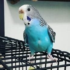 Budgie, one of the birds Bird Sitting Toronto has looked after