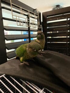 Conures, who stayed with us