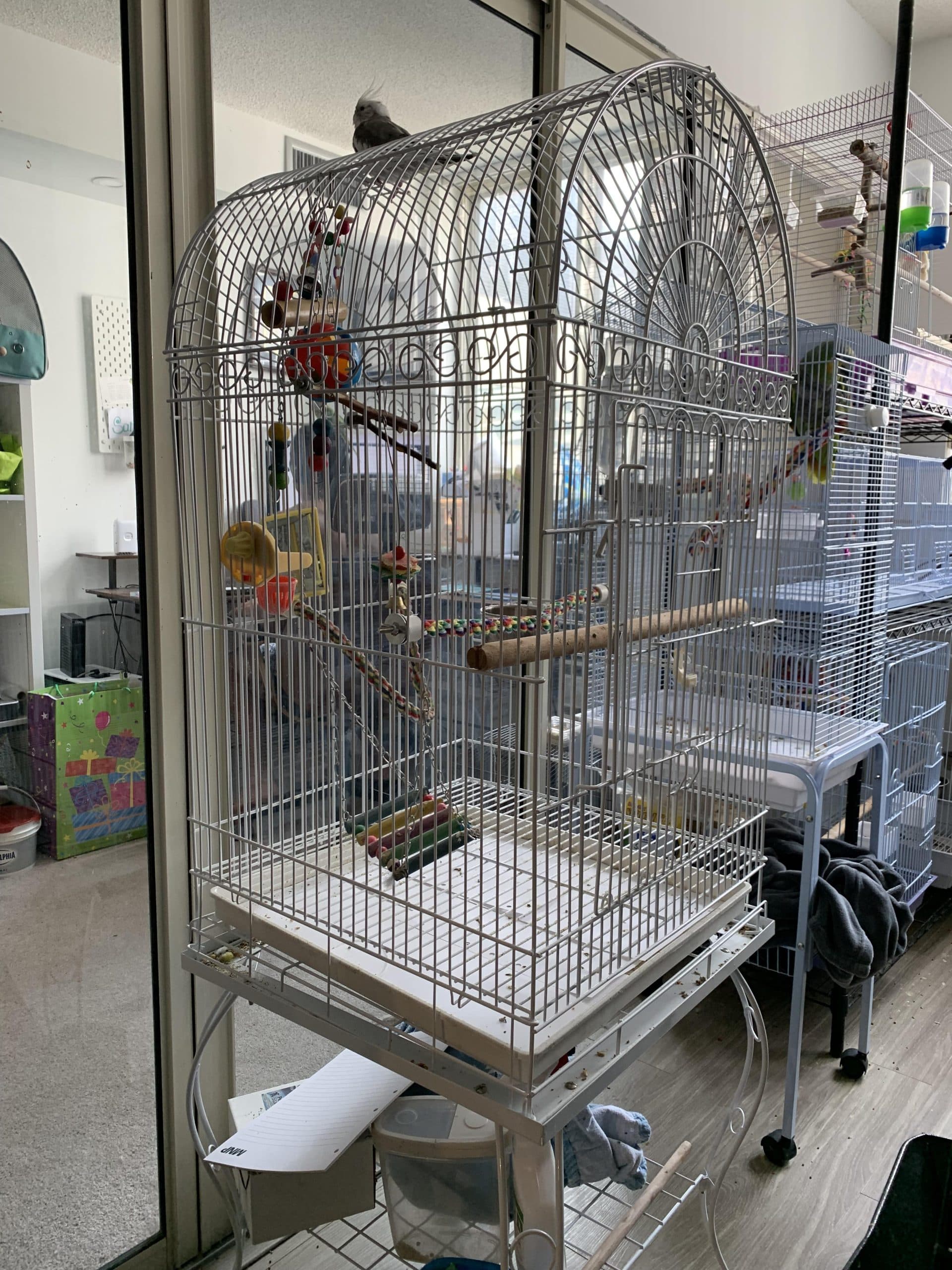 The Avian Sanctuary rental cage: a tall white dome-top cage on a stand