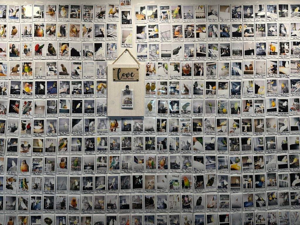 Our wall of polaroids, one for every bird who has stayed with us